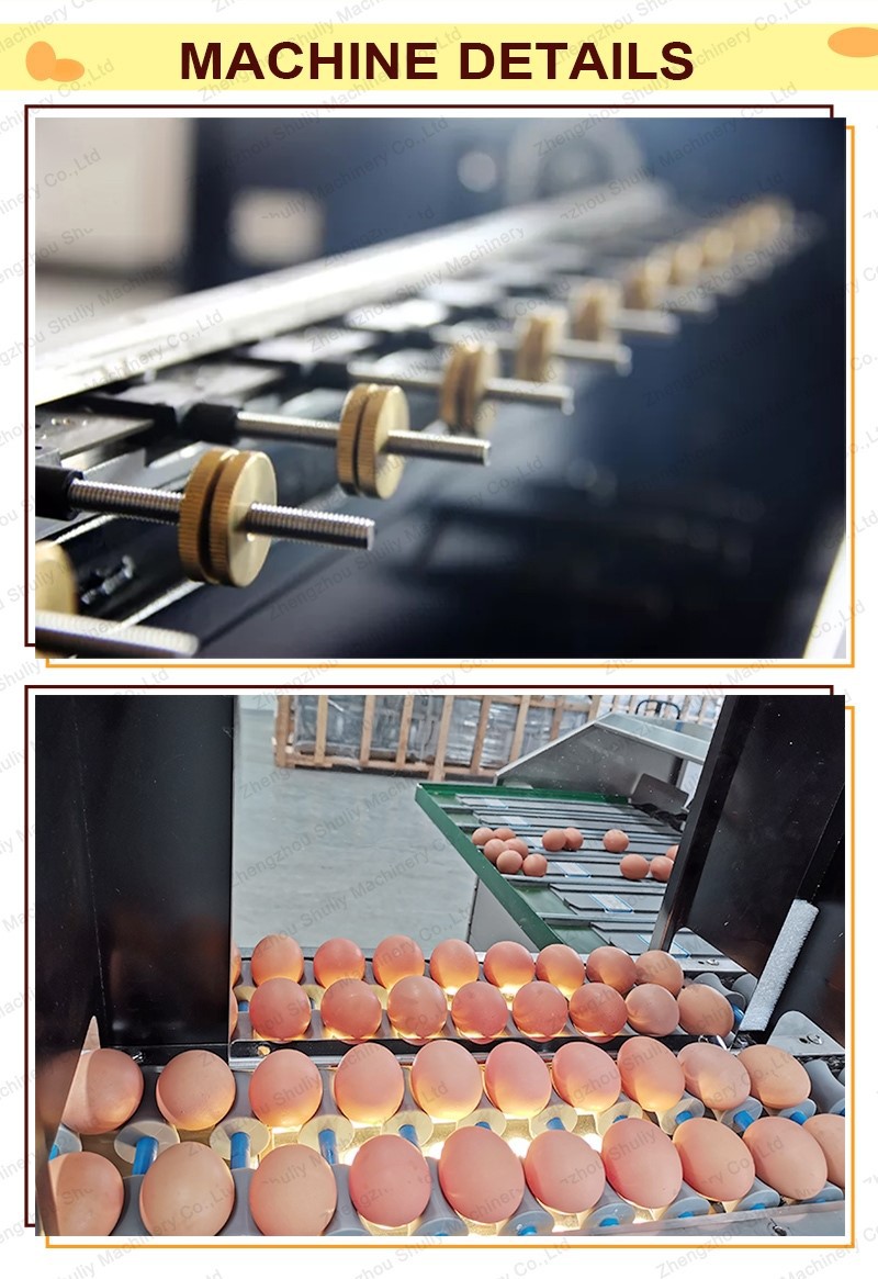 Stainless steel egg grader machine Stainless steel egg grader machine